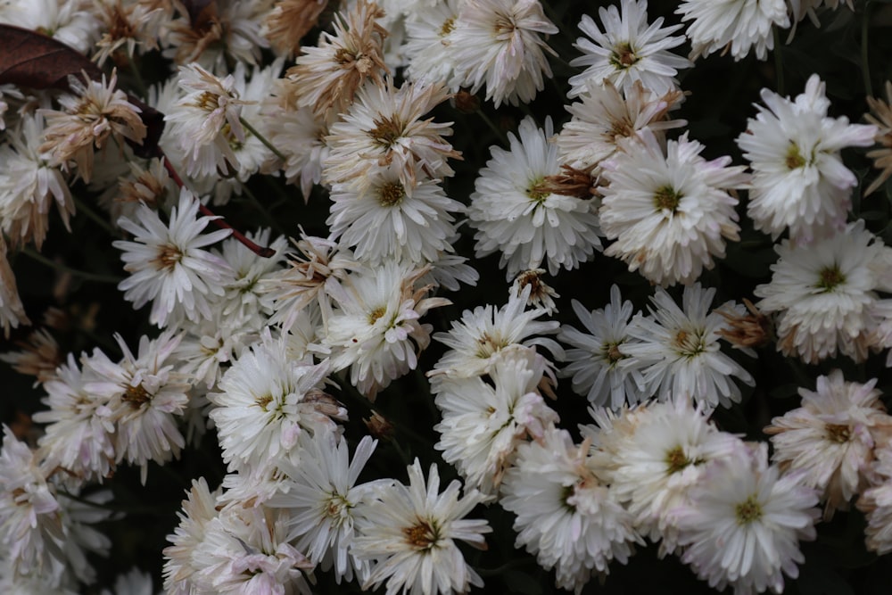 a bunch of white flowers that are blooming