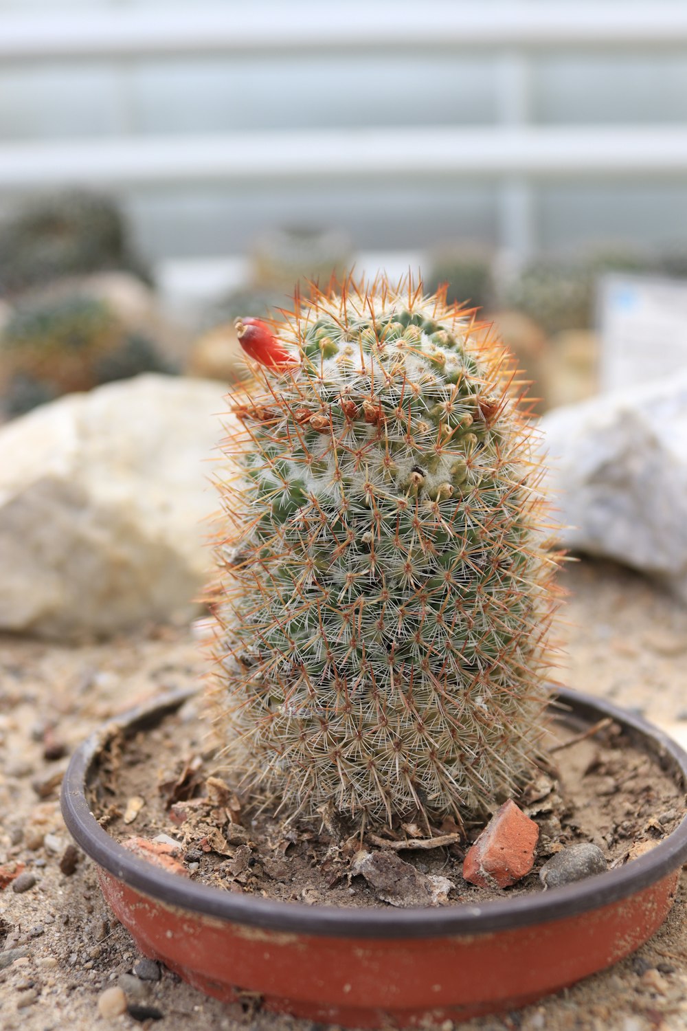 a small cactus in a pot on the ground