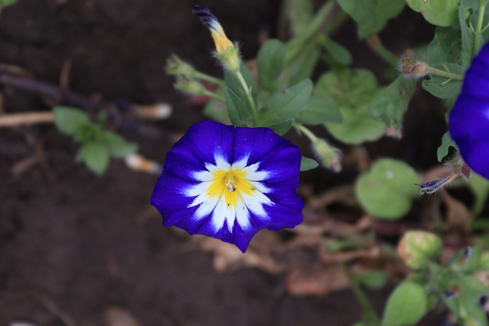 a purple flower with a yellow center in a garden