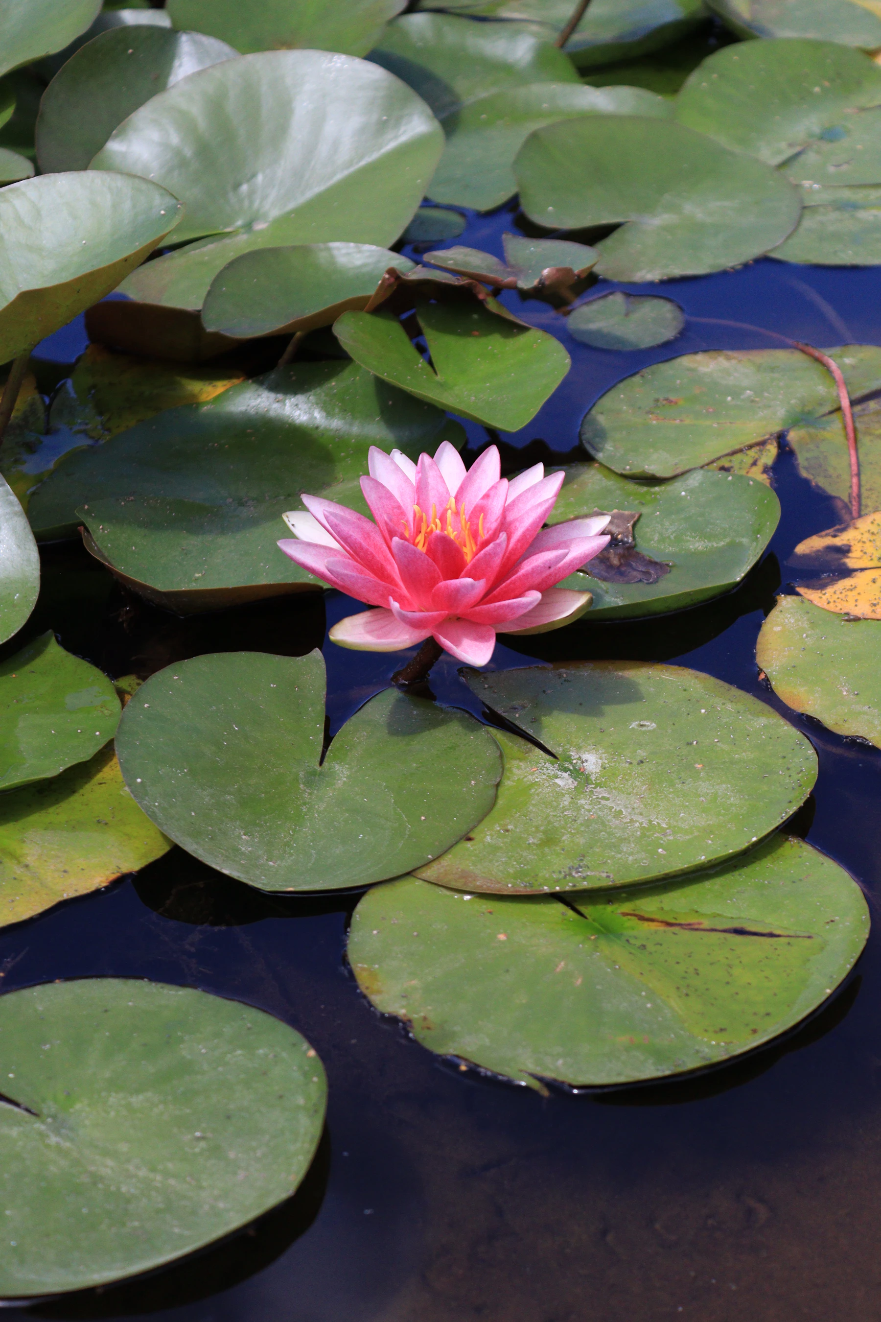 A pink water lily open above round green pads on dark water