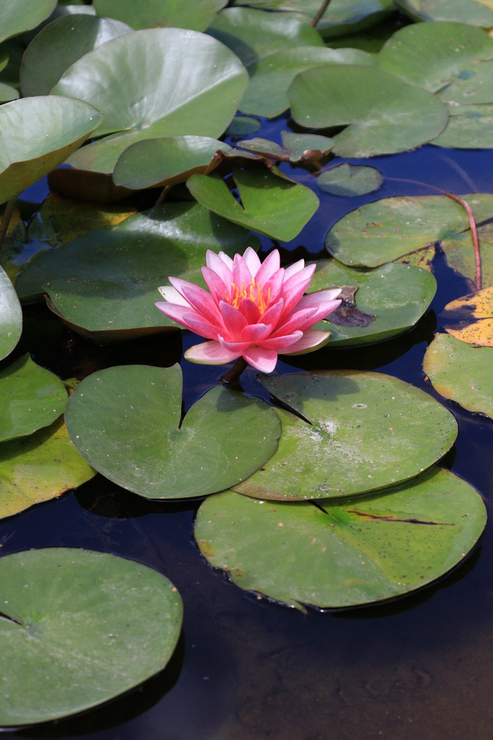 a pink water lily in a pond with lily pads