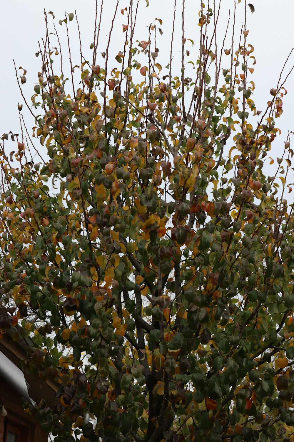 a tree with yellow leaves in front of a building