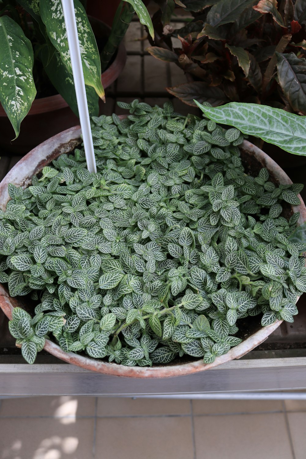 a potted plant with green leaves on a window sill