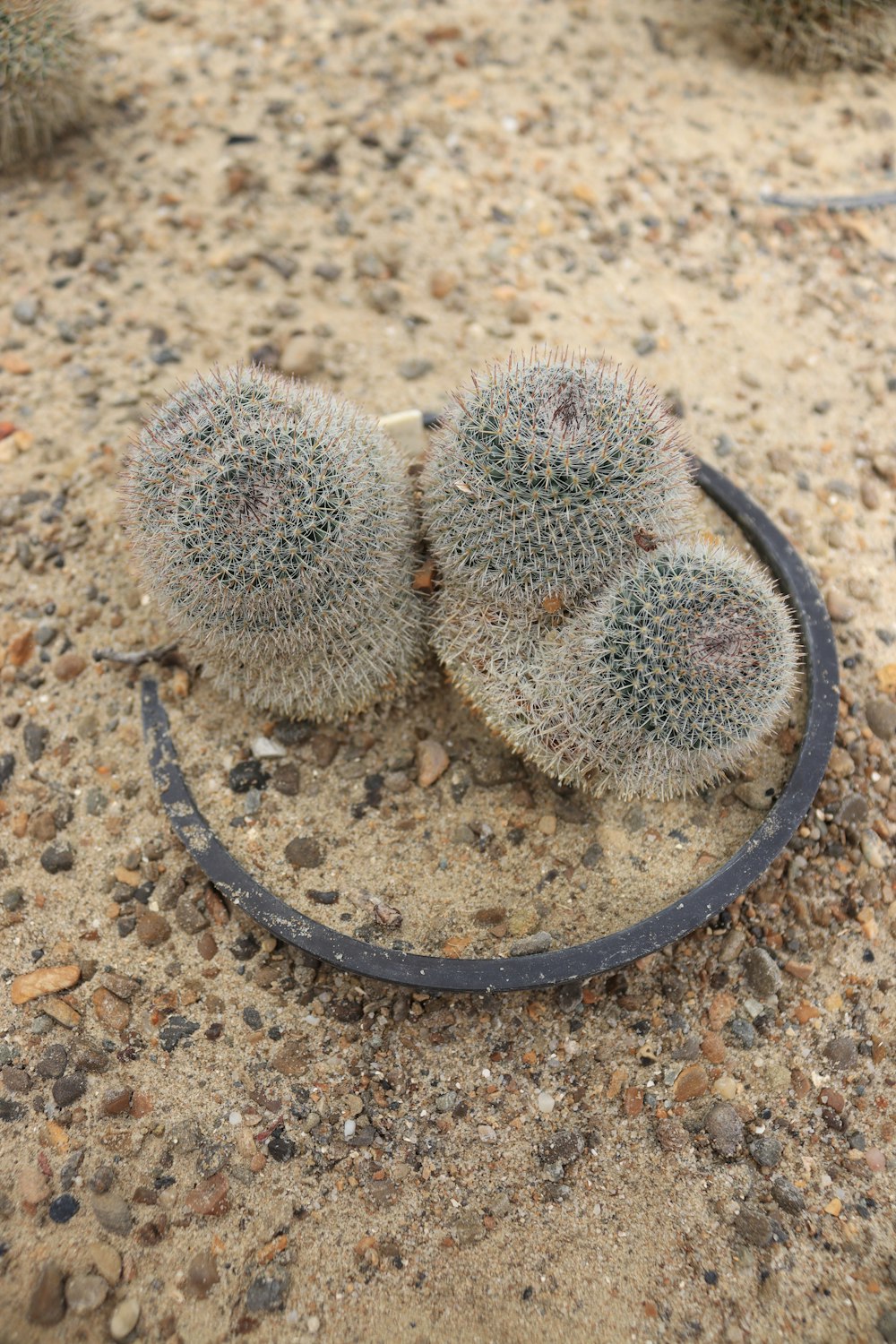 a couple of small cactus plants sitting on top of a dirt ground