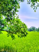 Lush green Indian rice paddies under a clear blue sky at sunrise.