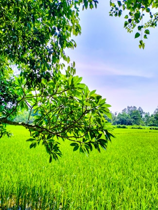 Lush green Indian rice paddies under a clear blue sky at sunrise.