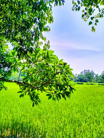 A vibrant photo capturing the lush green rice fields of Chhattisgarh under a bright blue sky.