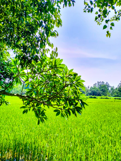 A vibrant aerial view of lush green rice fields in Pakistan under a clear blue sky.