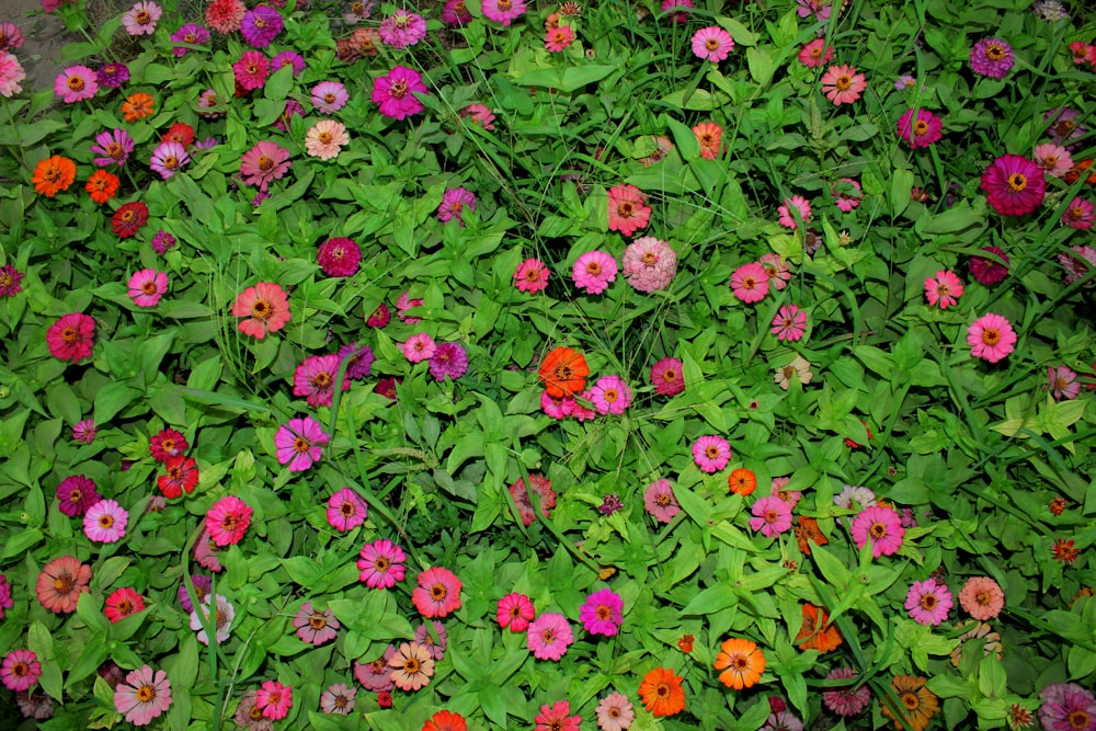 a bunch of flowers that are in the grass