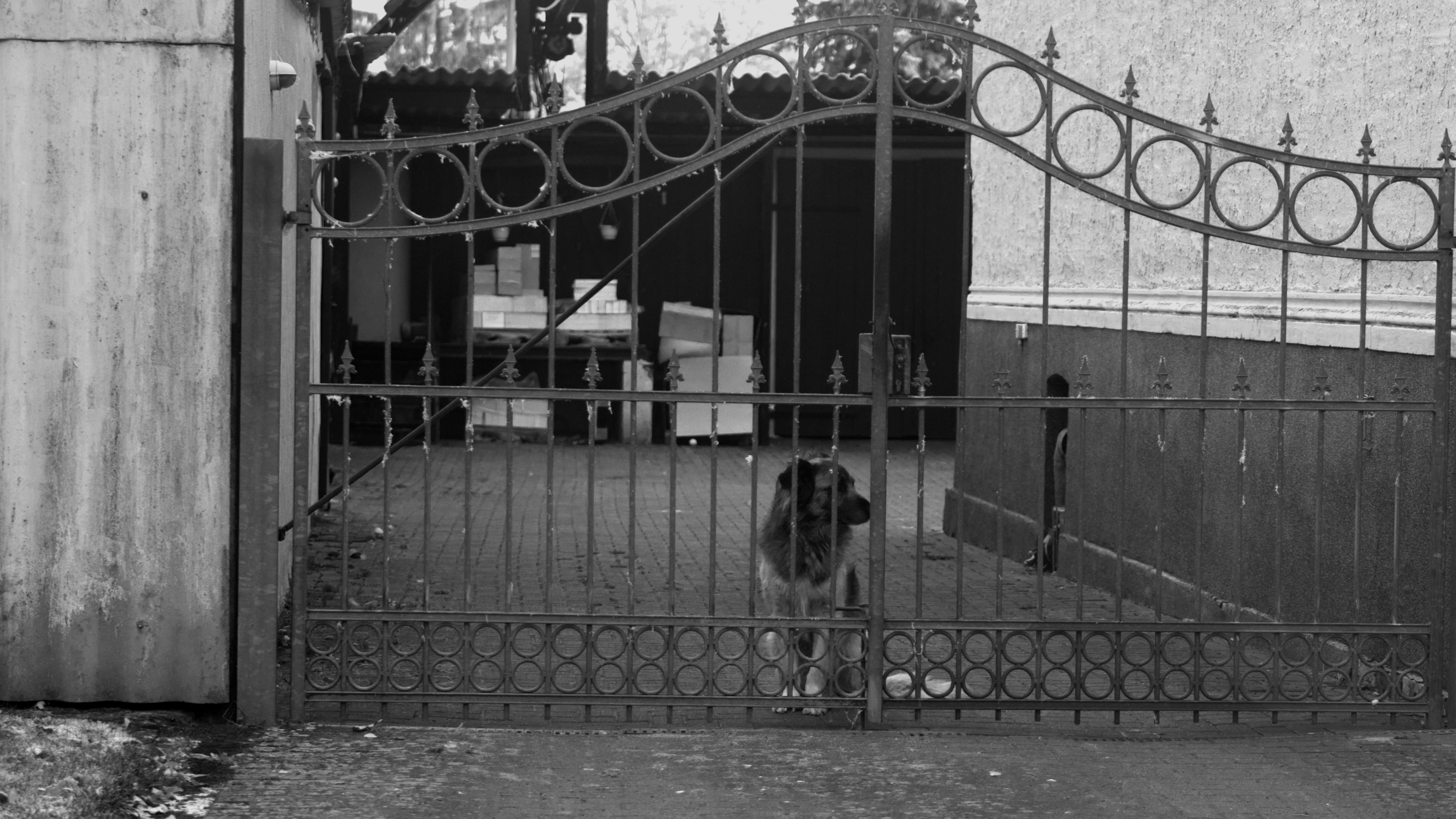 a black and white photo of a dog behind a gate
