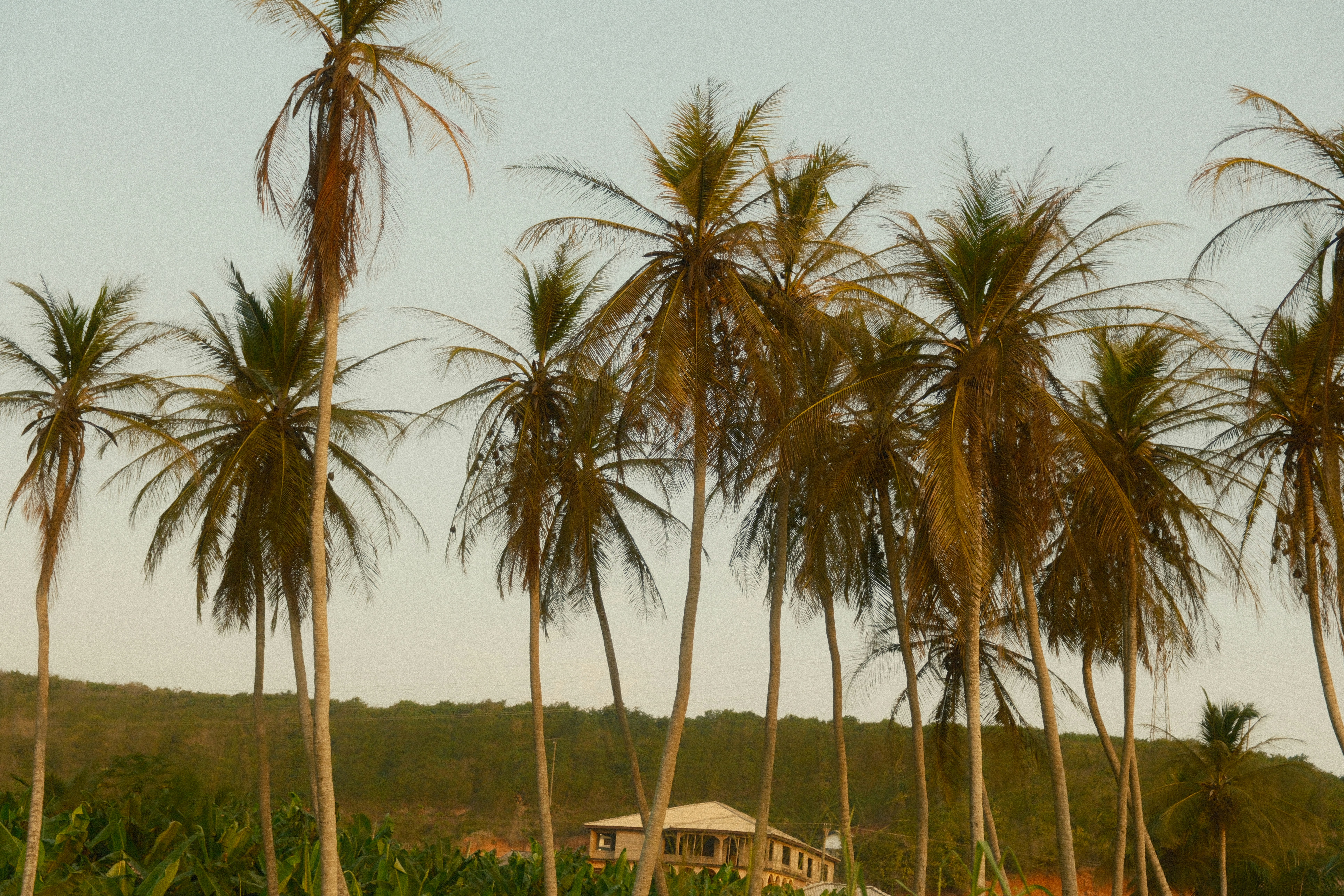 palm trees line the shore of a tropical island