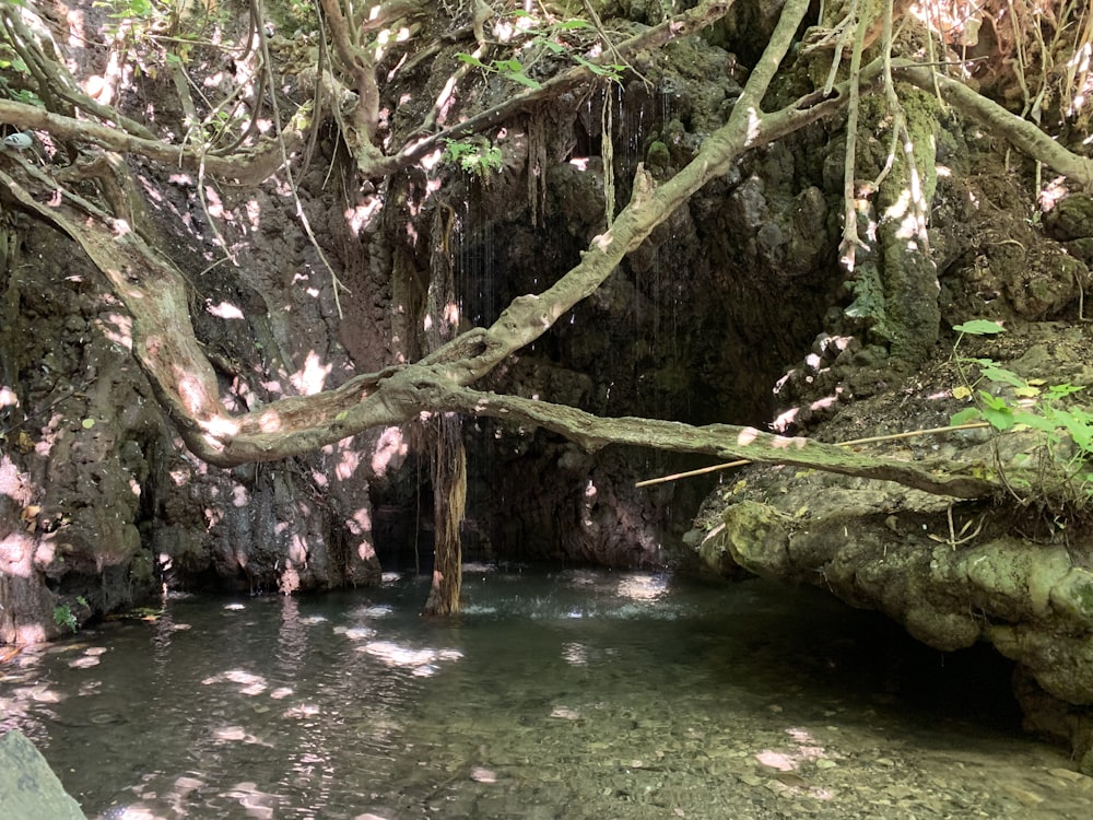 a small stream running through a lush green forest