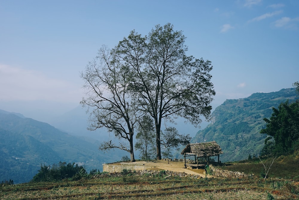 a tree on a hill with a bench in the foreground