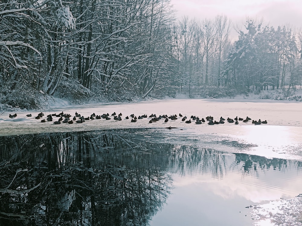 a flock of birds standing on top of a frozen lake