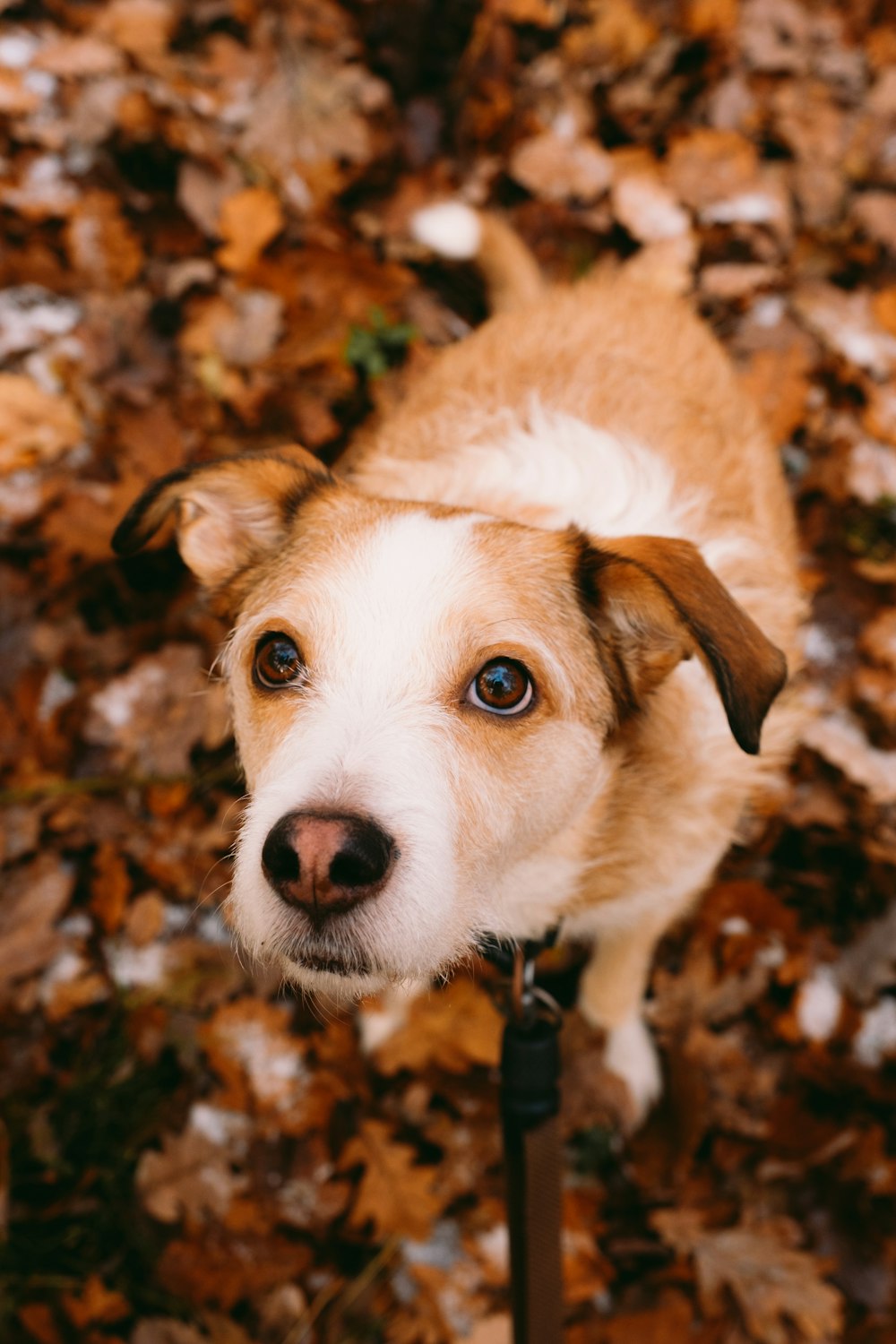 a brown and white dog standing on top of a pile of leaves