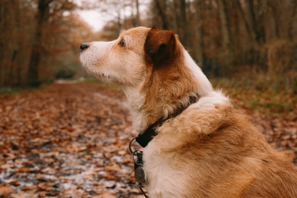 a brown and white dog sitting on top of a leaf covered road