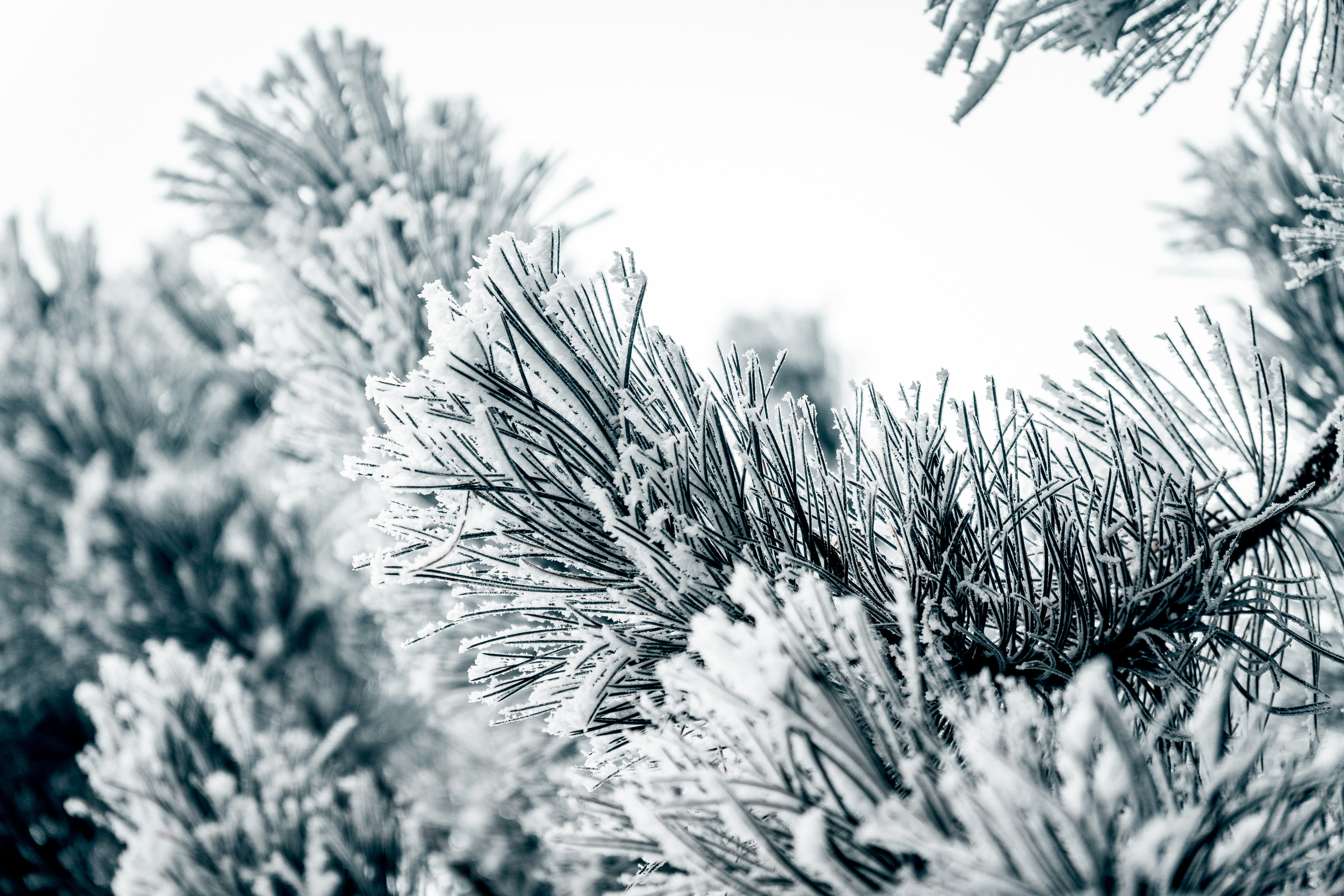 Lot De 15 Branches De Pin Givrées De Noël - 30 Cm - Aiguilles De Pin Artificielles Givrées - Pour Travaux Manuels De Noël, Couronnes, Décoration De Fête De Jardin