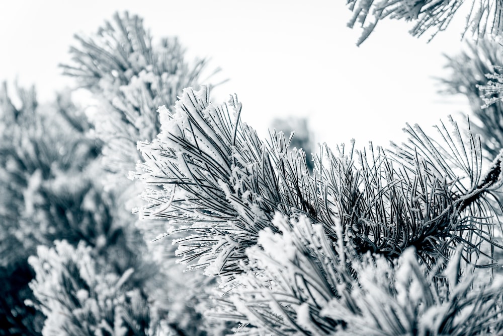 a black and white photo of pine needles