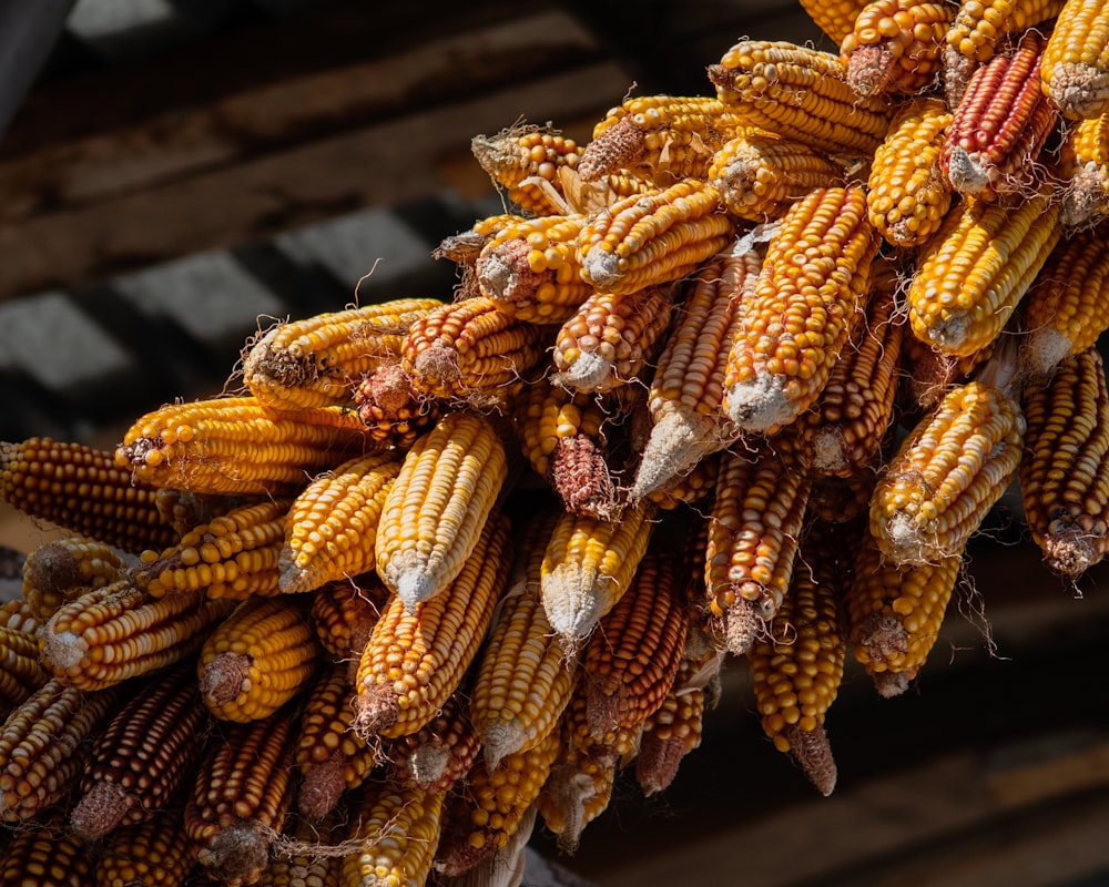 a bunch of corn hanging from the ceiling