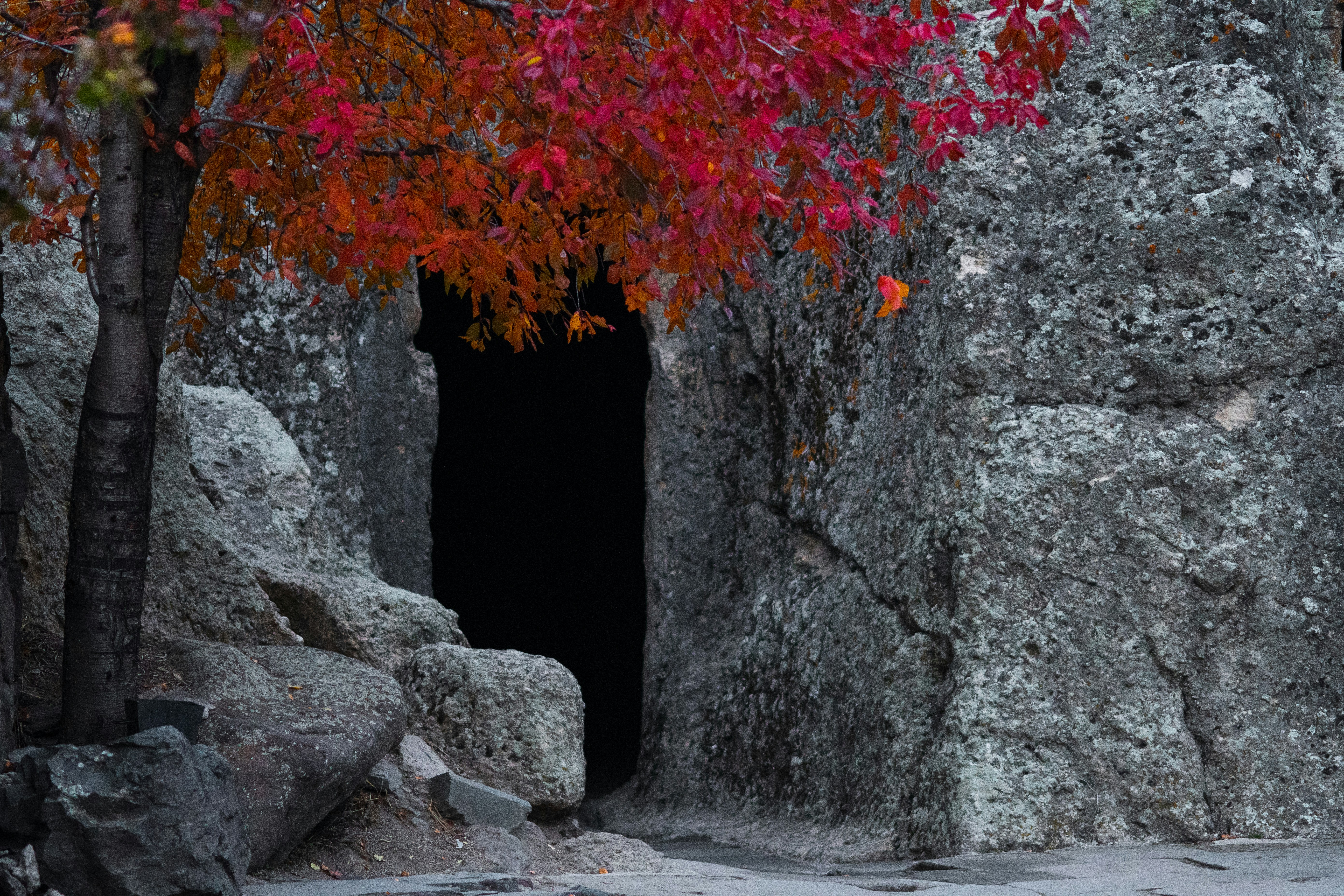 Un árbol con hojas rojas frente a una cueva