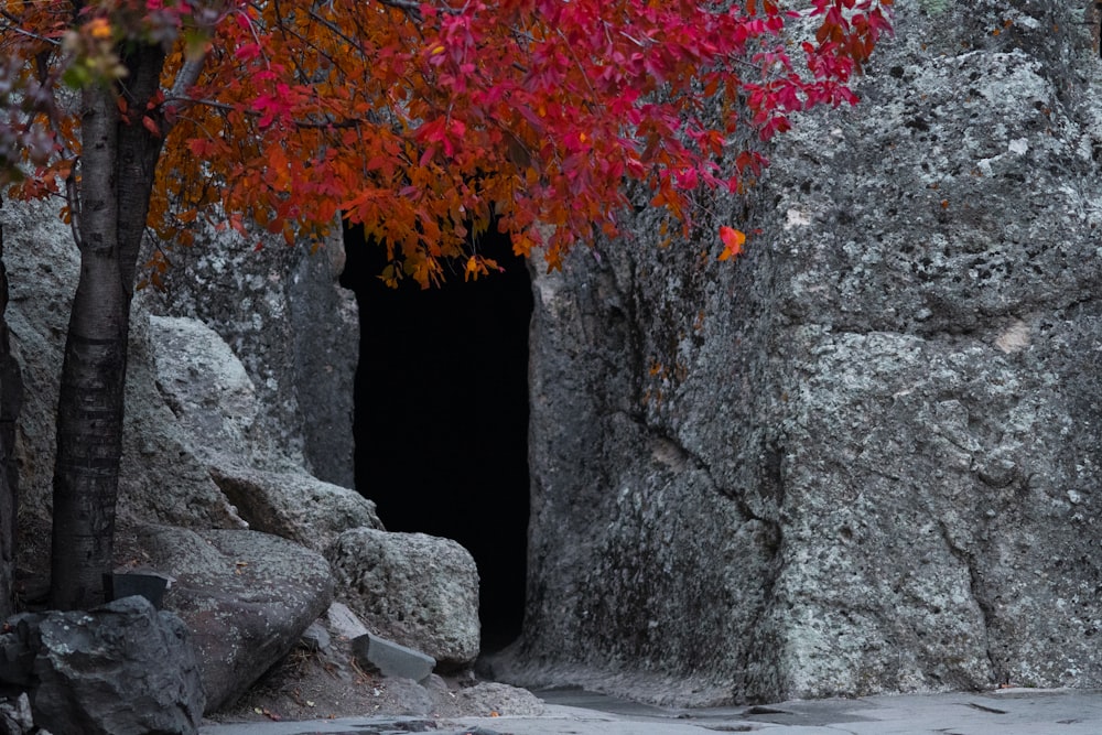 a tree with red leaves in front of a cave