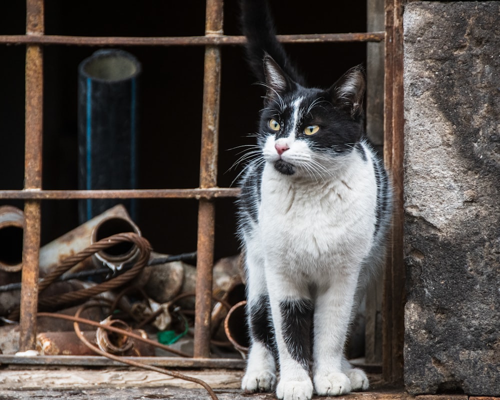 a black and white cat sitting in a window sill