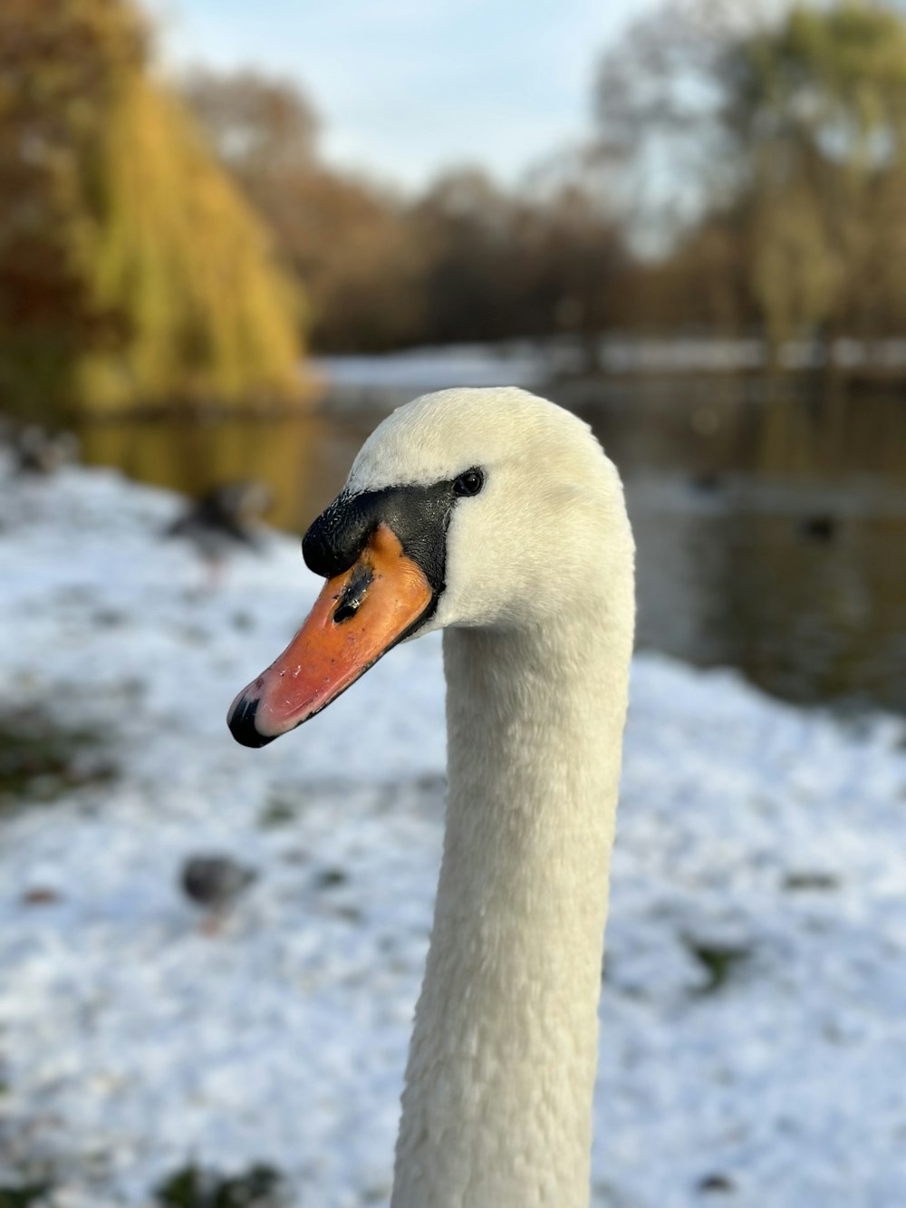 a close up of a swan near a body of water