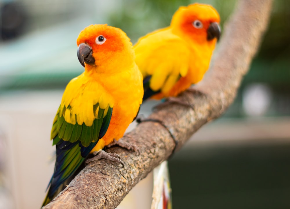 two yellow and green birds sitting on a tree branch