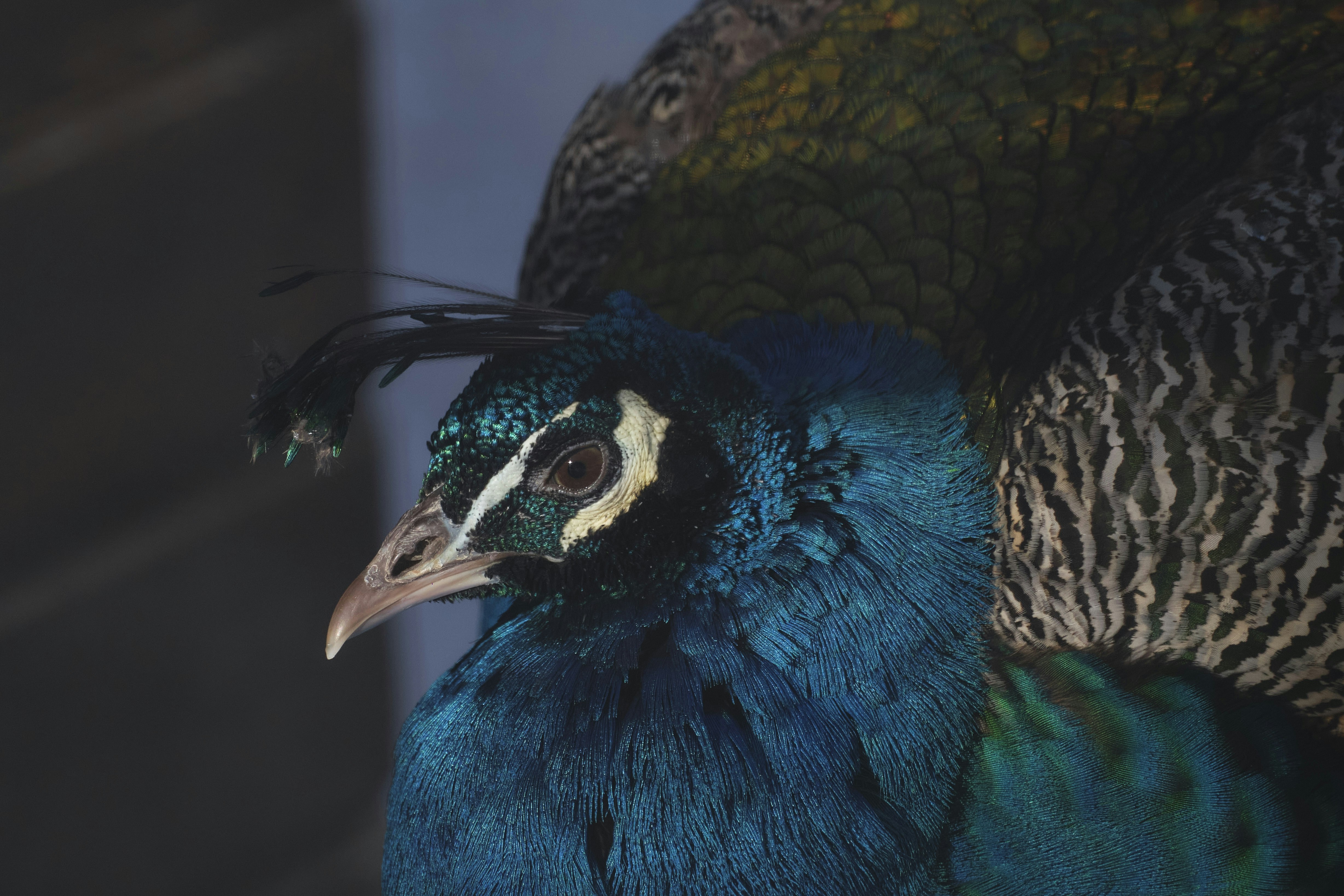 Peacock : 40% de réduction en février 2026