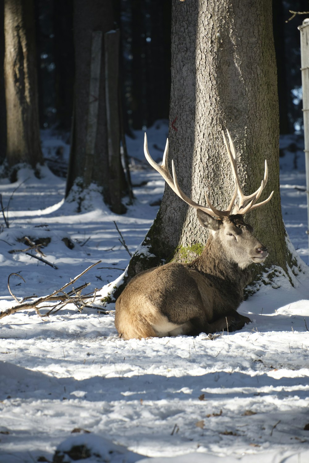 Ein Reh liegt im Schnee neben einem Baum