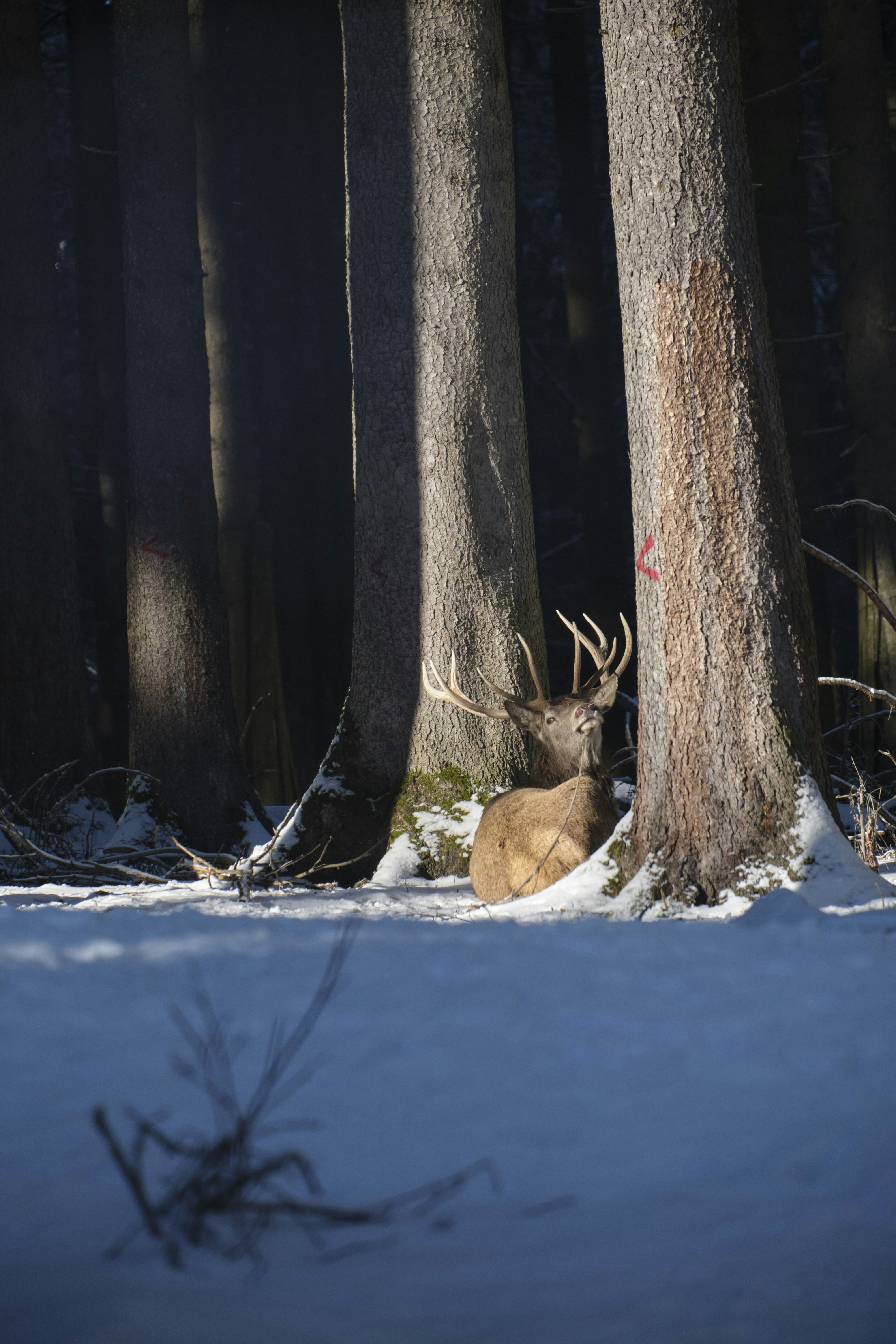 Photo by rolf_schmidbauer