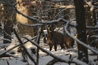 Wild boars quietly moving through the forest at dusk near the valley.