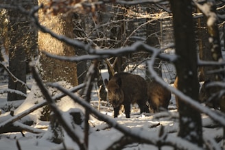 Wild boars quietly moving through the forest at dusk near the valley.