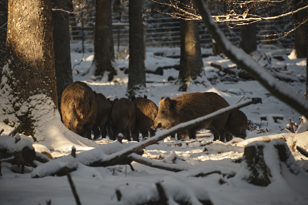 a group of brown bears walking through a snow covered forest