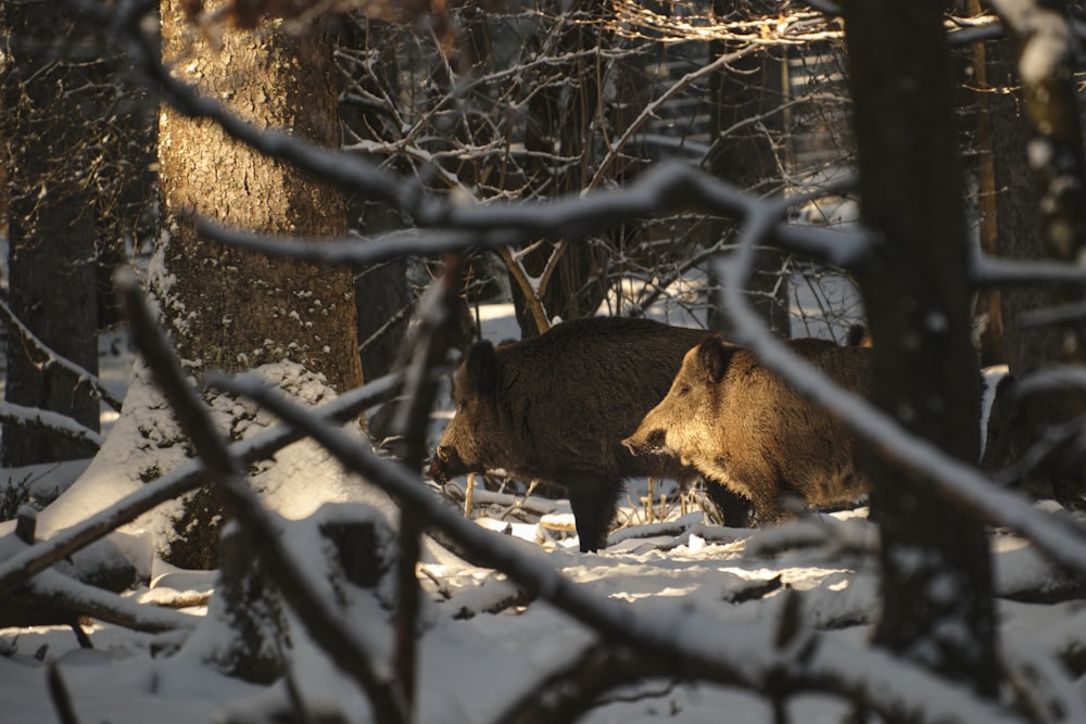 a couple of bears walking through a snow covered forest