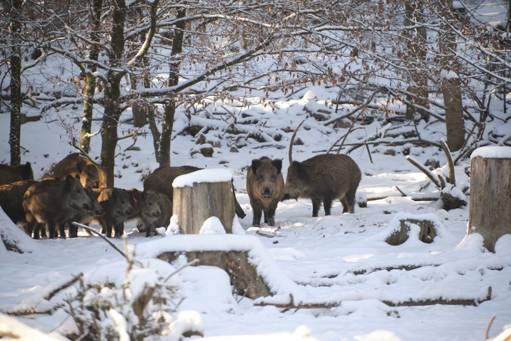 a herd of animals standing on top of a snow covered forest