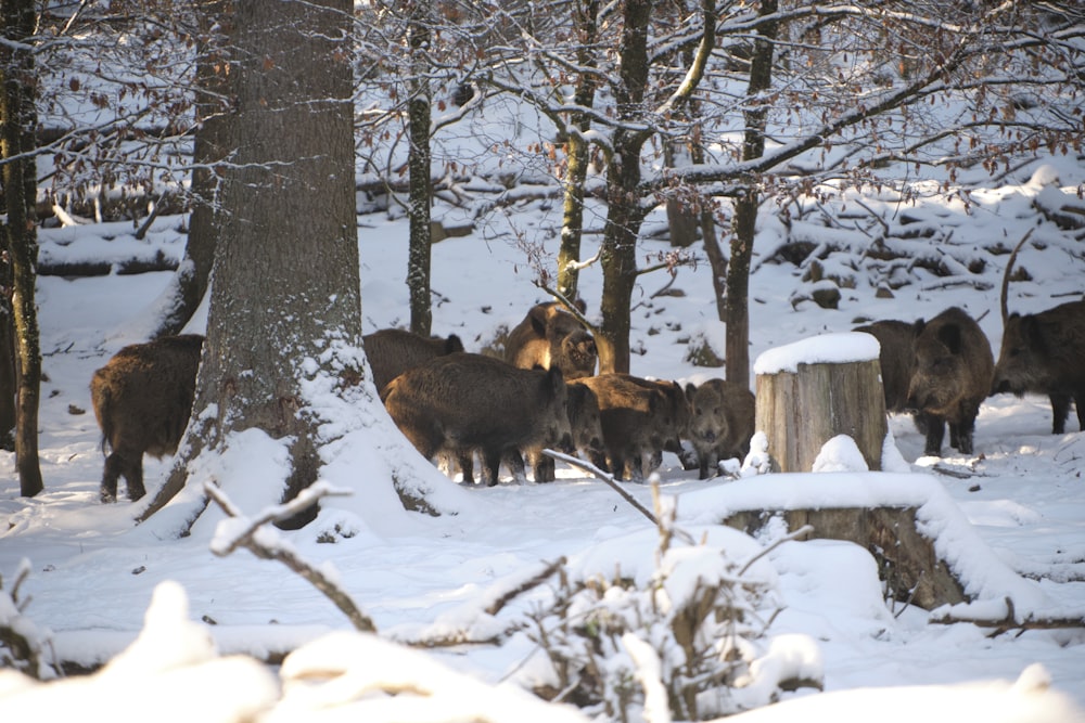 a group of animals standing around a tree in the snow