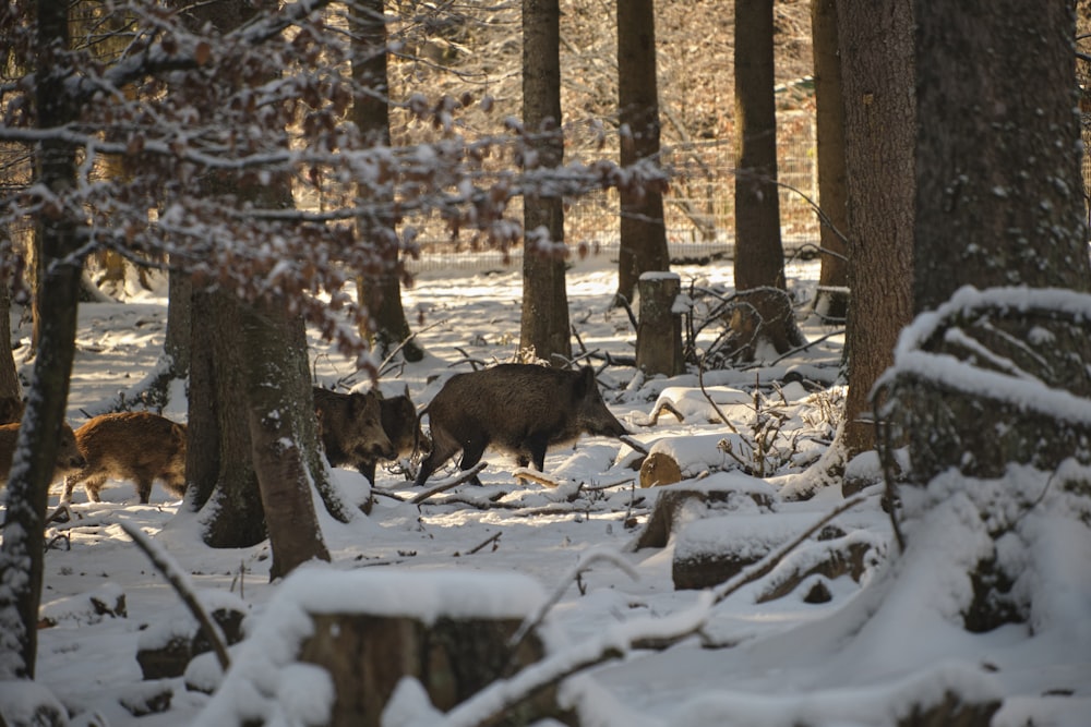 a group of wild animals walking through a snow covered forest