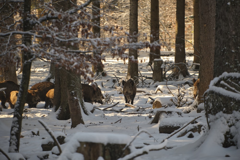 a herd of animals walking through a snow covered forest