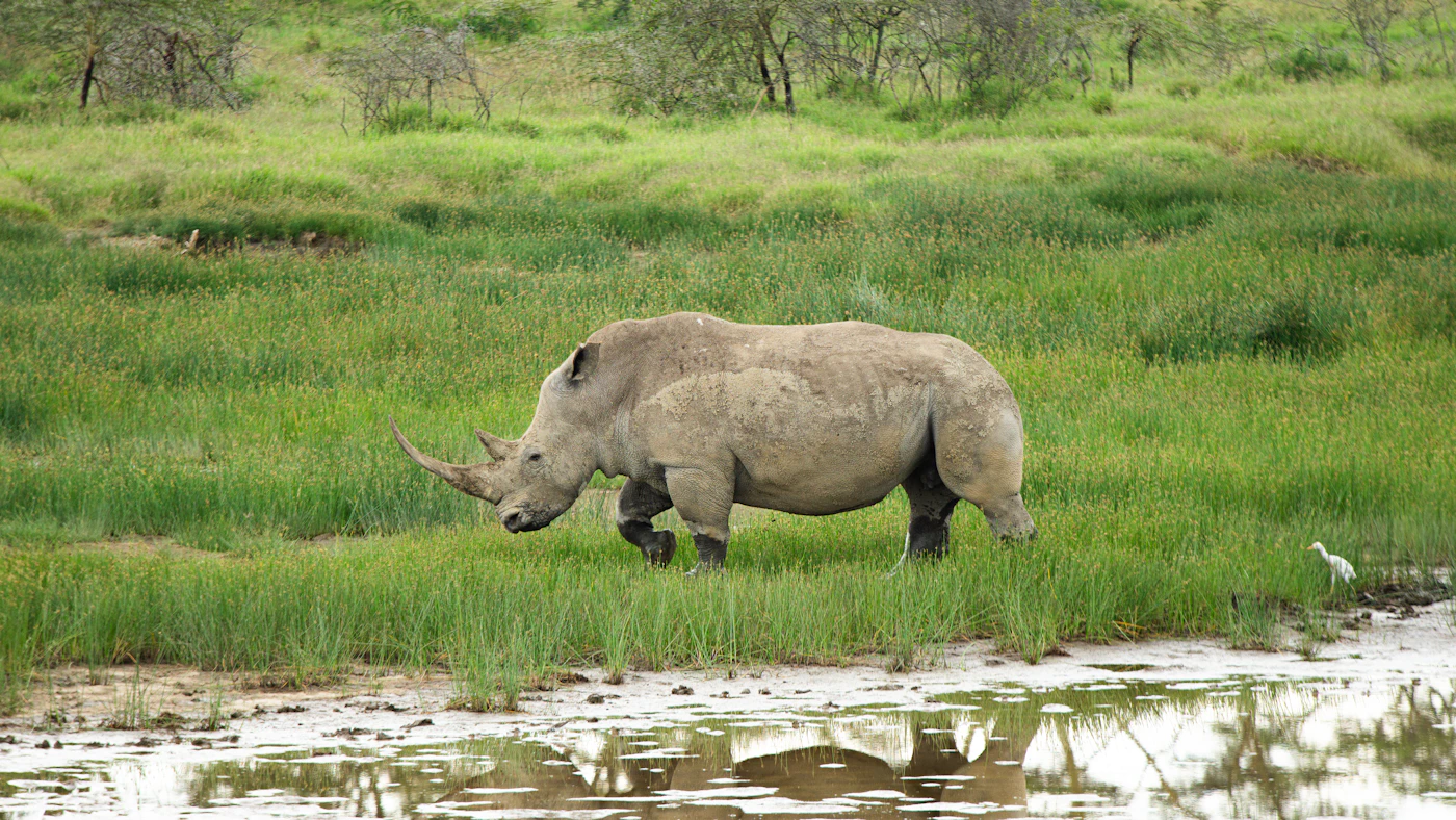 Ol Pejeta Conservancy