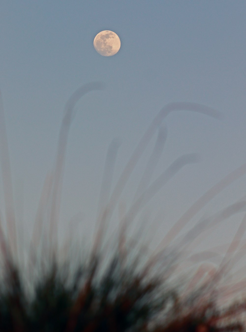 a full moon seen through the branches of a tree