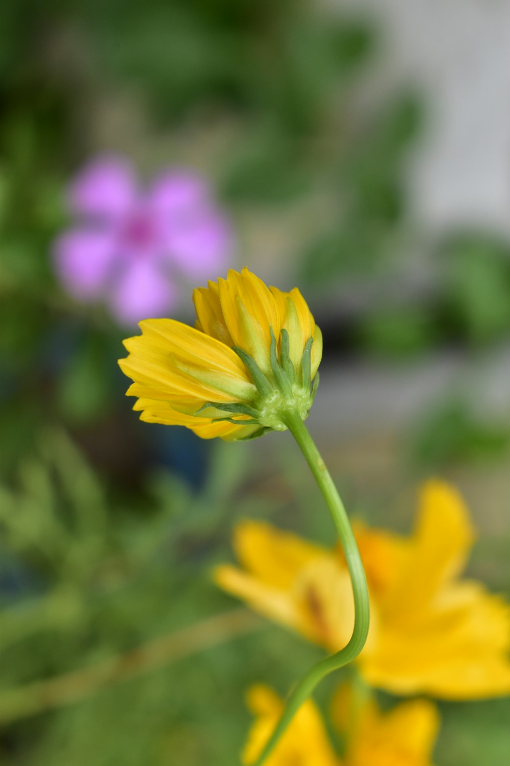 a close up of a yellow flower with other flowers in the background