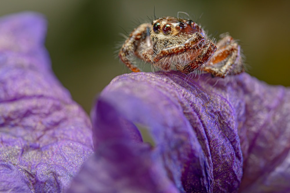 a spider sitting on top of a purple flower