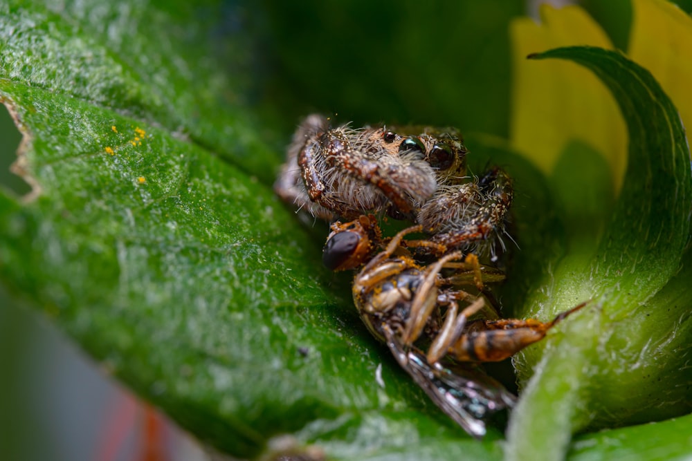 Un primer plano de una araña en una hoja