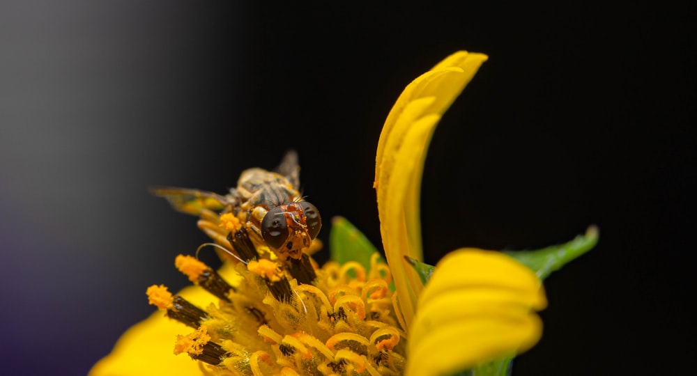 a close up of a bee on a yellow flower