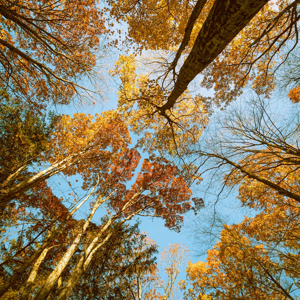 a group of trees that are in the woods