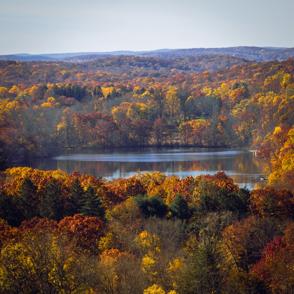 a lake surrounded by lots of trees in a forest