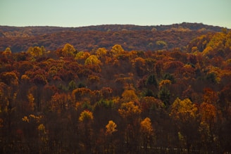 a forest filled with lots of trees covered in fall colors