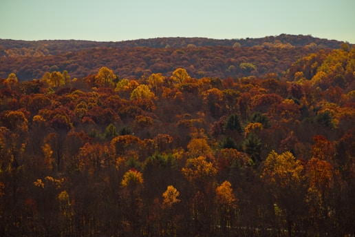 a forest filled with lots of trees covered in fall colors