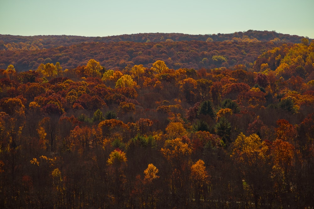 a forest filled with lots of trees covered in fall colors